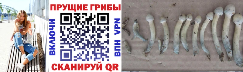 Псилоцибиновые грибы прущие грибы  Зеленокумск 